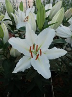 [5284 Serena Madonna No01.JPG]